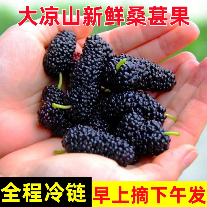 【冷链秒发】新鲜桑葚现摘现发无沙鲜果孕妇泡酒酵素当季露天种植