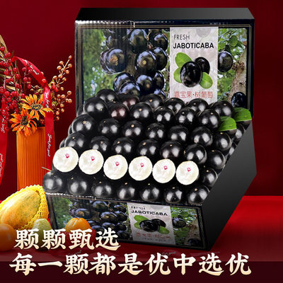 树葡萄嘉宝果现摘沙巴