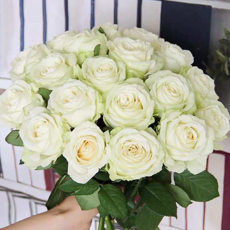 白玫瑰鲜花基地直发20朵生日花束