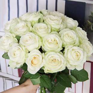 白玫瑰花鲜花云南基地直发白雪山坦尼克骄傲水养插花小白兔花束
