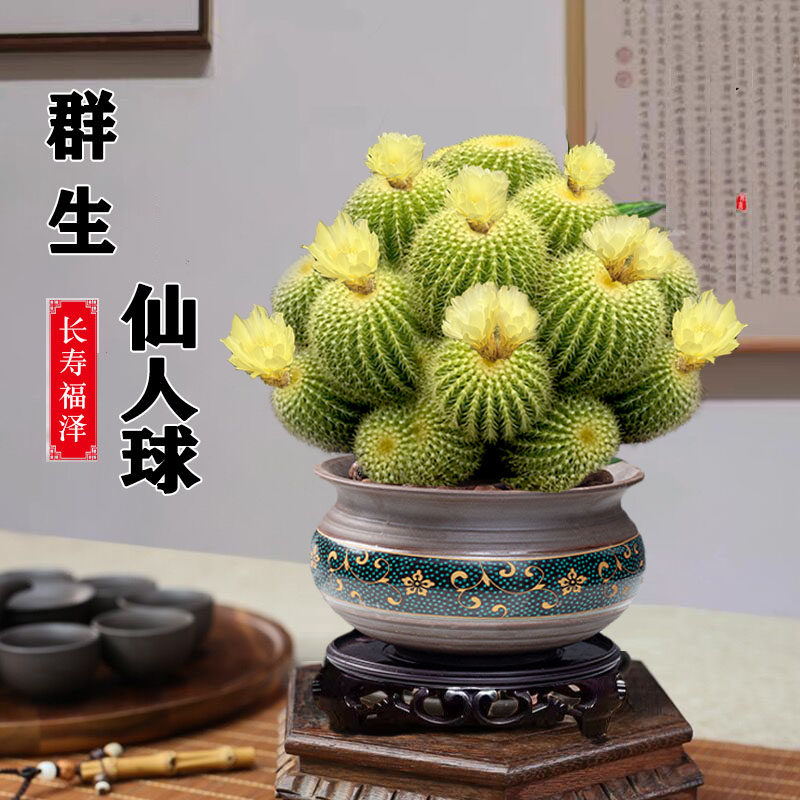 多头仙人球仙人掌办公室内桌面绿植盆栽金冠好养四季开花多肉植物