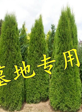松柏树苗 龙柏苗 塔柏侧柏圆柏扁柏宝塔松道路围墙耐寒耐旱四季青