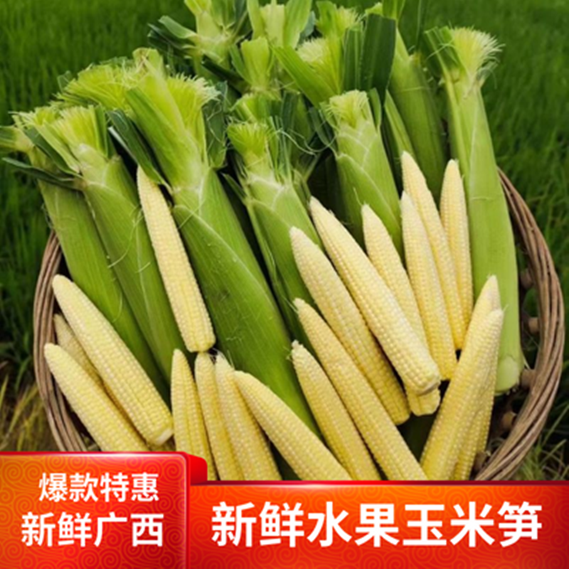 广西横县甜玉米笋现摘农产品迷你小玉米笋芯新鲜带皮鲜嫩当季蔬菜