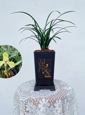 宋梅【无花】春兰精品兰花花卉绿植盆栽