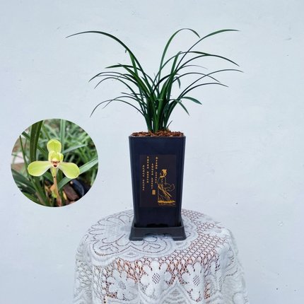 宋梅【无花】春兰精品兰花花卉绿植盆栽