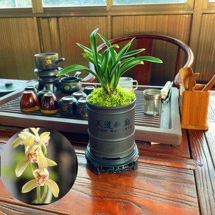 禅月达摩、无花 矮种建兰四季达摩精品浓香型好养兰花苗