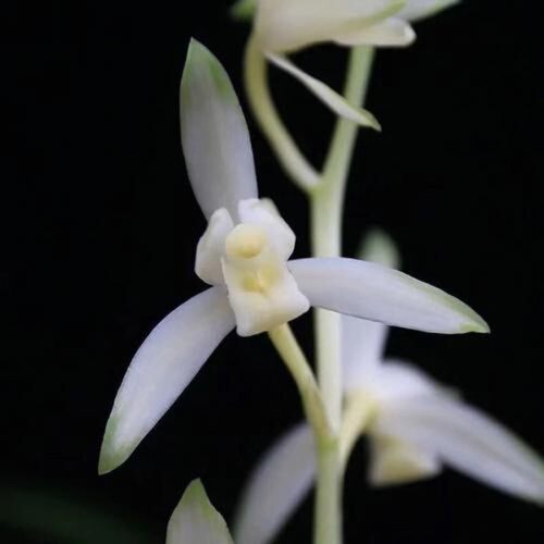 皓雪（无花）建兰夏秋兰盆栽绿植多季开花