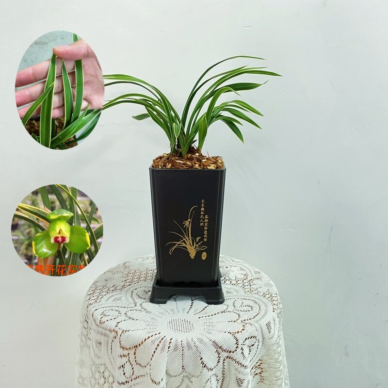 金边大富贵春兰名牌荷瓣花