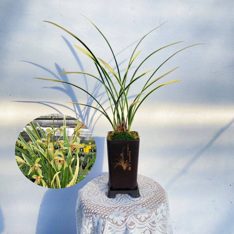 【锦旗】建兰线艺兰开花香兰花苗好养勤花勤芽绿植盆栽