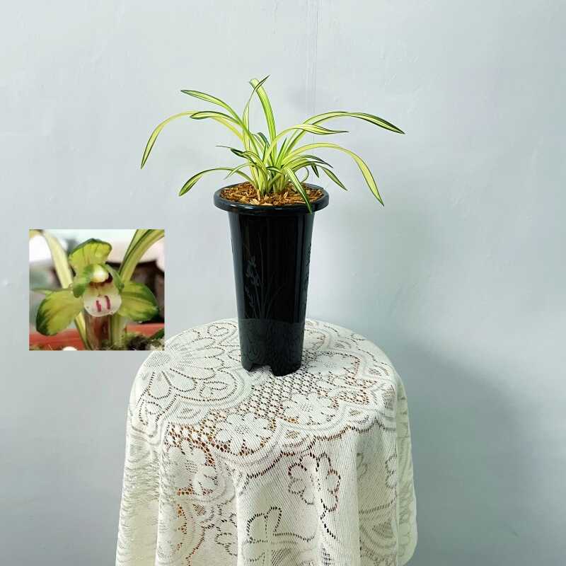吉祥如意春兰精品金边线艺梅瓣浓香兰花绿植盆栽