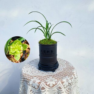 【绿云牡丹】春兰奇花浓香型兰花苗好养勤花勤芽绿植盆栽