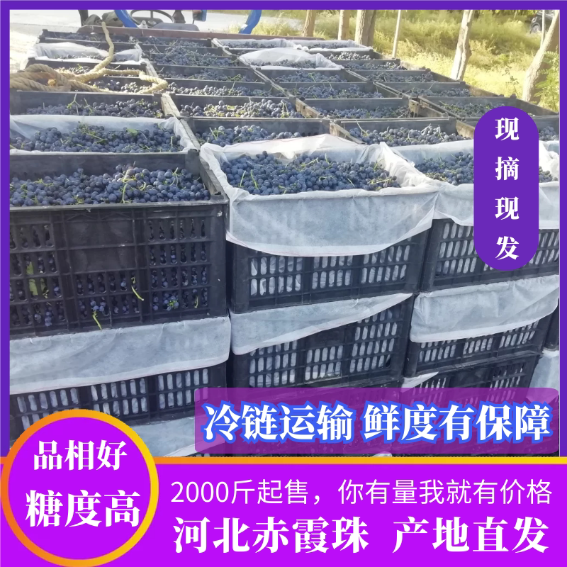 整车运输新鲜酿酒葡萄