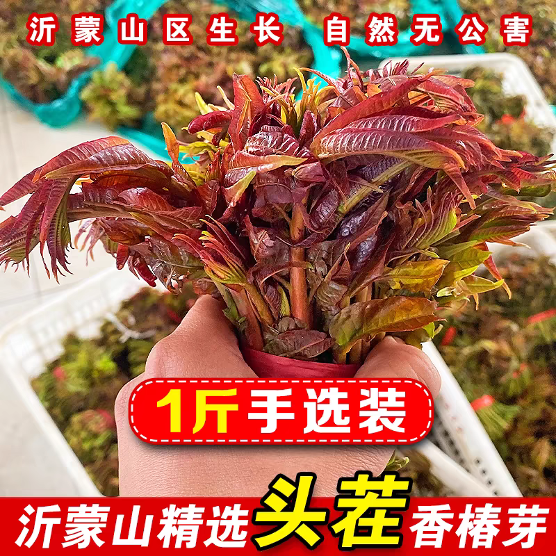 香椿芽山东基地新鲜嫩芽头茬应季