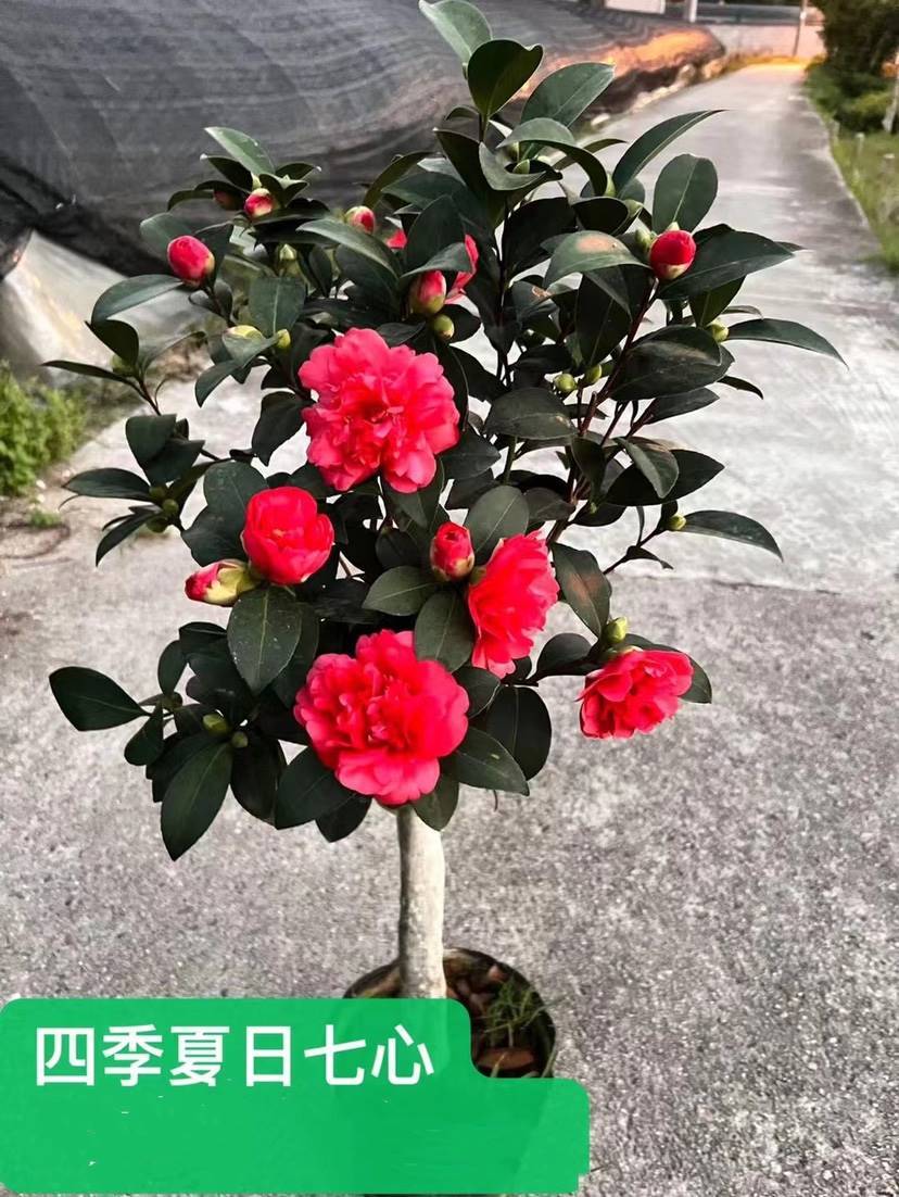 四季茶花夏日系列七心文清小璇怀金托紫红天香云重瓣开花不断