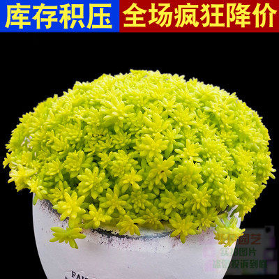 万年草带盆价格 万年草带盆图片 星期三