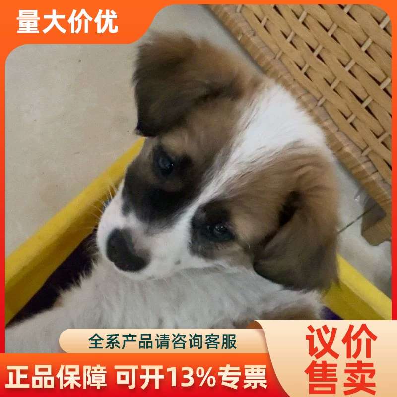 【议价】杰克罗素梗 2玩活力射 缘