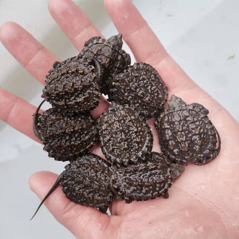 纯佛爆刺佛鳄小鳄龟苗便宜活物大乌龟食用鳄鱼龟幼苗活草龟巴西