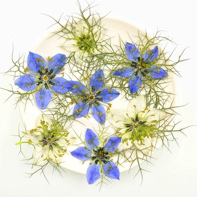 黑种草干花压花真植物标本 diy手工书签相框台灯粘贴画材料包押花