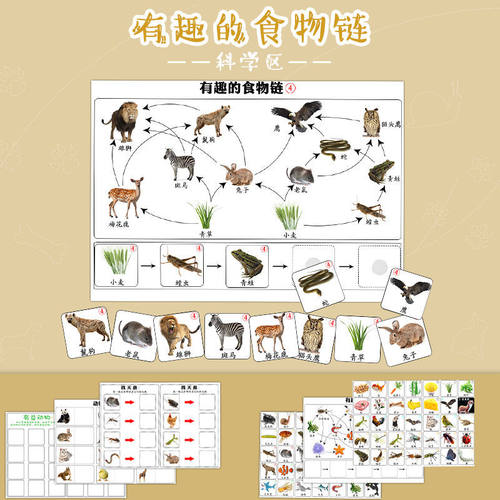 幼儿园科学区区域材料投放食物链