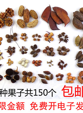 幼儿园植物角布置材料装饰品摆件秋天丰收的季节环创材料自然果实