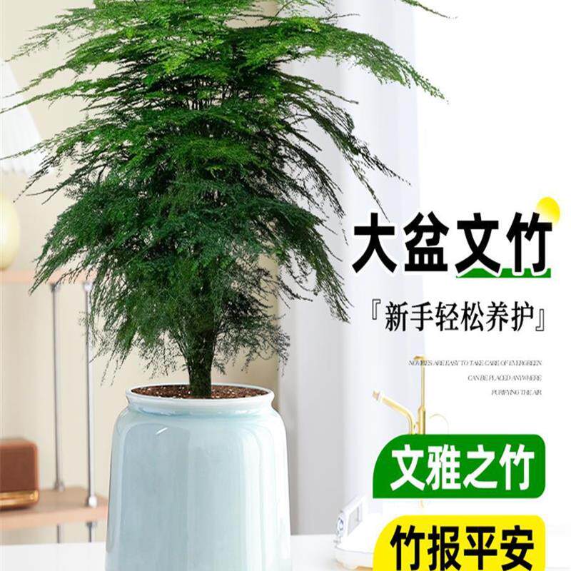 文竹盆栽室内桌面绿植客厅书房植物花卉四季常青好养大盆老桩盆景
