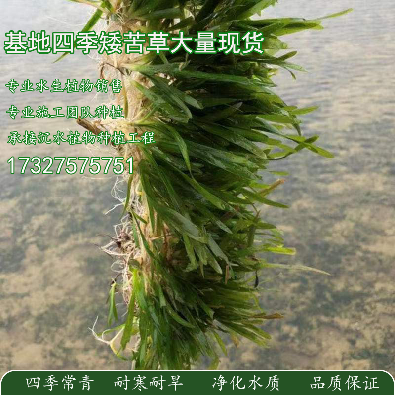 水草四季常青苦草矮生沉水水生植物鱼塘养殖河道工程净化短扁担草