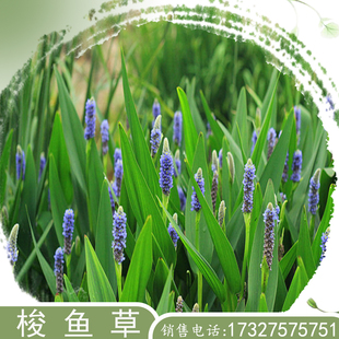 梭鱼草水生挺水花卉海寿花水培植物池塘河道净化水质绿化人工浮岛
