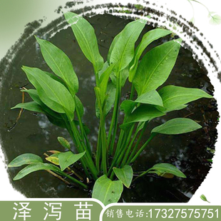 泽泻苗水生植物花卉挺水污水处理浮岛种植中草药净化水质湿地种植