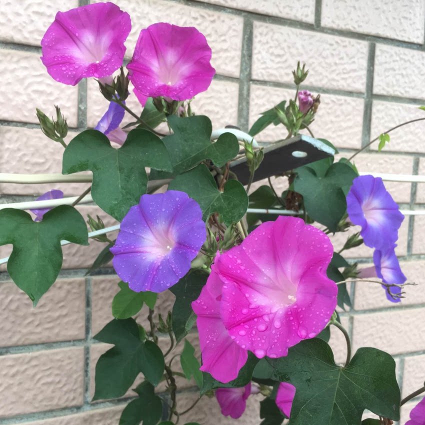 牵牛花种子国产紫色喇叭花爬藤阳台垂吊观花进口花籽花种植物开花