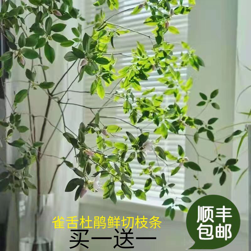 雀舌杜鹃鲜切枝条水培植r物客厅装饰室内盆栽懒人易活好养无土花