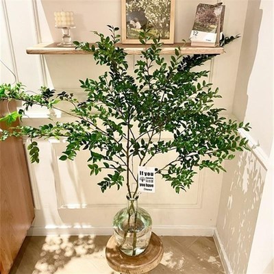 美男树水培植物室内好养护家里茂盛马G醉木鲜切吊钟枝高端水培绿