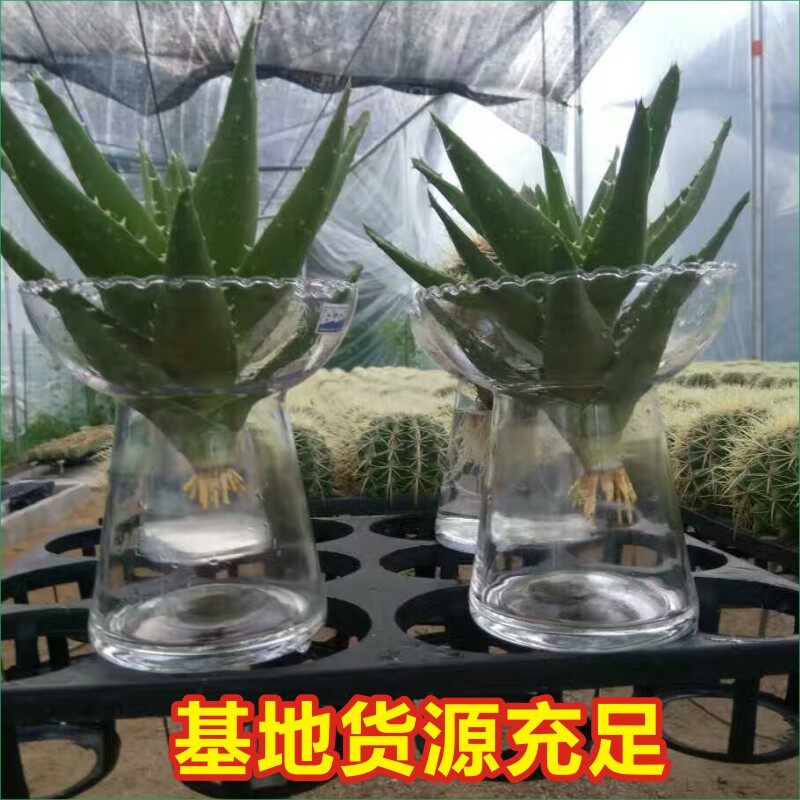 水培芦荟仙人球金琥盆栽不夜x城多肉绿植物办公室内盆栽绿植花卉