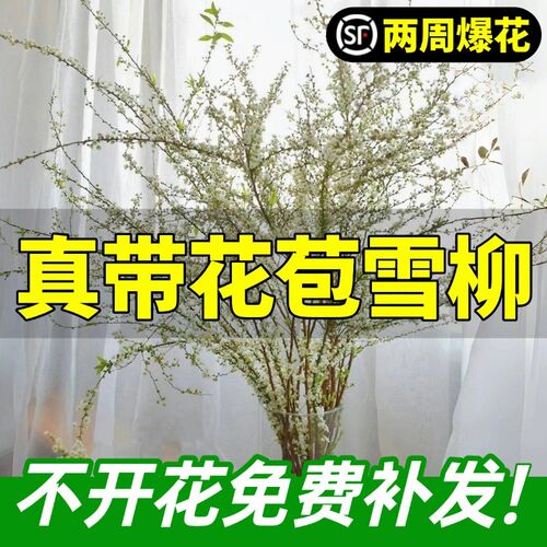 雪柳鲜枝干枝支水养插花水培植物室内花卉遇水开花Y雪柳鲜枝水养