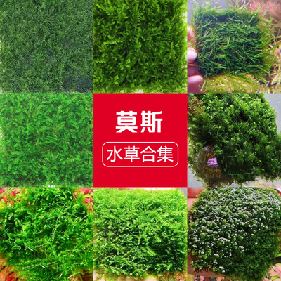 H莫斯水草草缸造景可粘莫斯树阴性水草珊瑚莫斯水晶垂泪三角莫斯