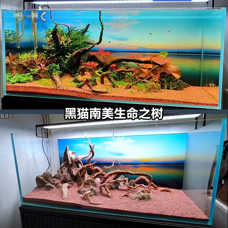 黑猫南美缸造景沉木树桩生命之树