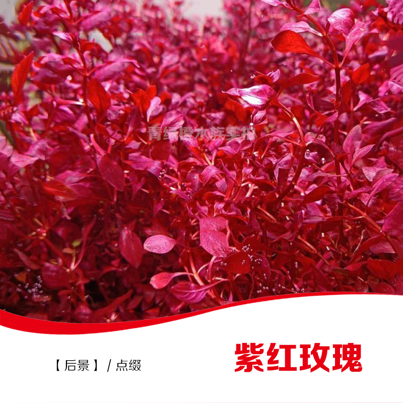 黑猫生命之树紫红玫瑰水草水下叶