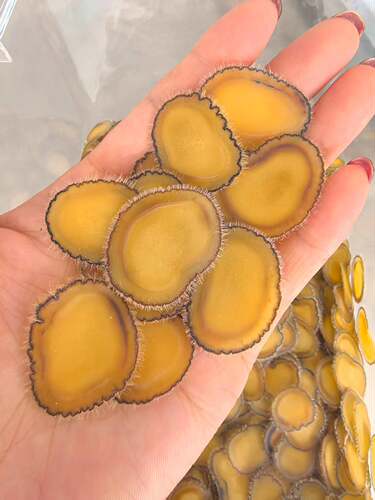 梅花鹿茸全腊片正品固本培元散展阳神丹原料99腊足干30g特等大片