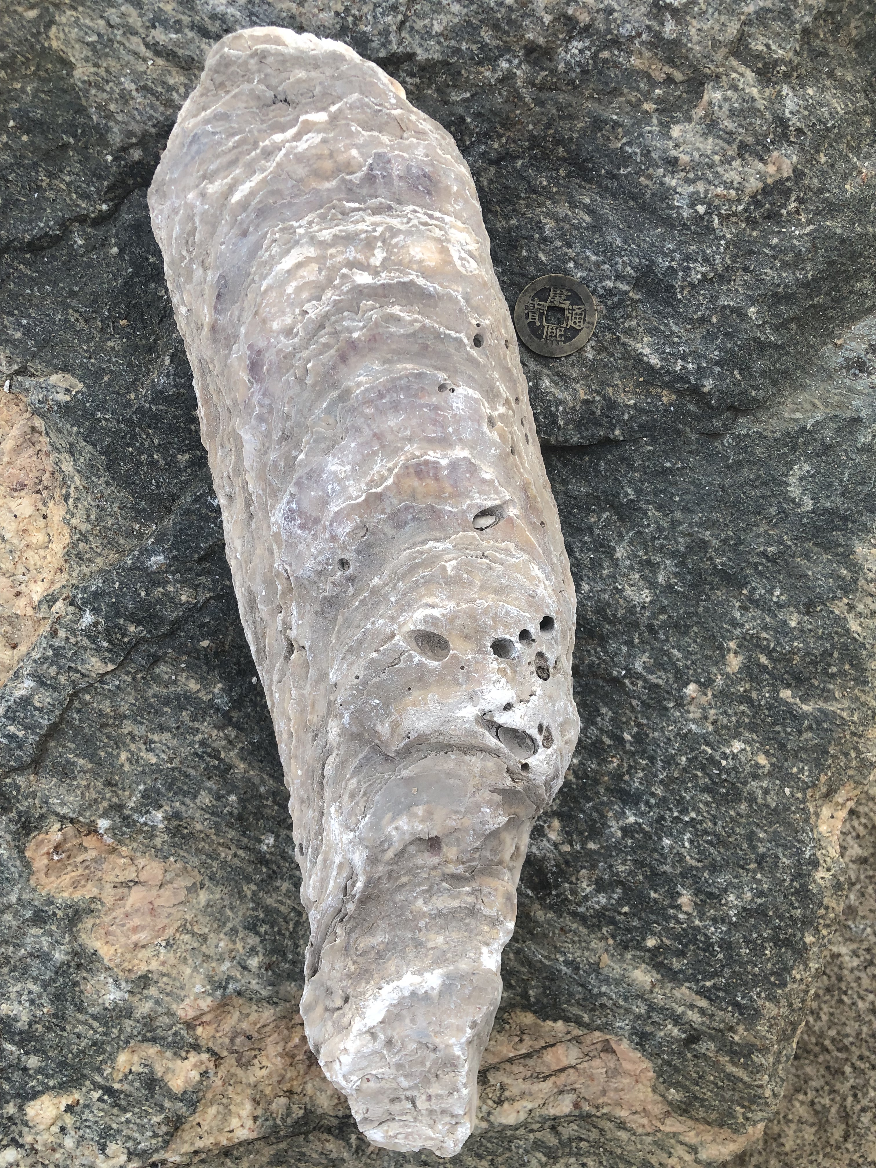 万年牡蛎千年野生牡蛎化石整块远古生物粉性中药材生蚝壳软配龙骨