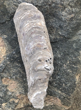 万年牡蛎千年野生牡蛎化石整块远古生物粉性中药材生蚝壳软配龙骨