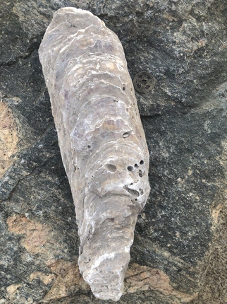万年牡蛎千年野生牡蛎化石整块远古生物粉性中药材生蚝壳软配龙骨