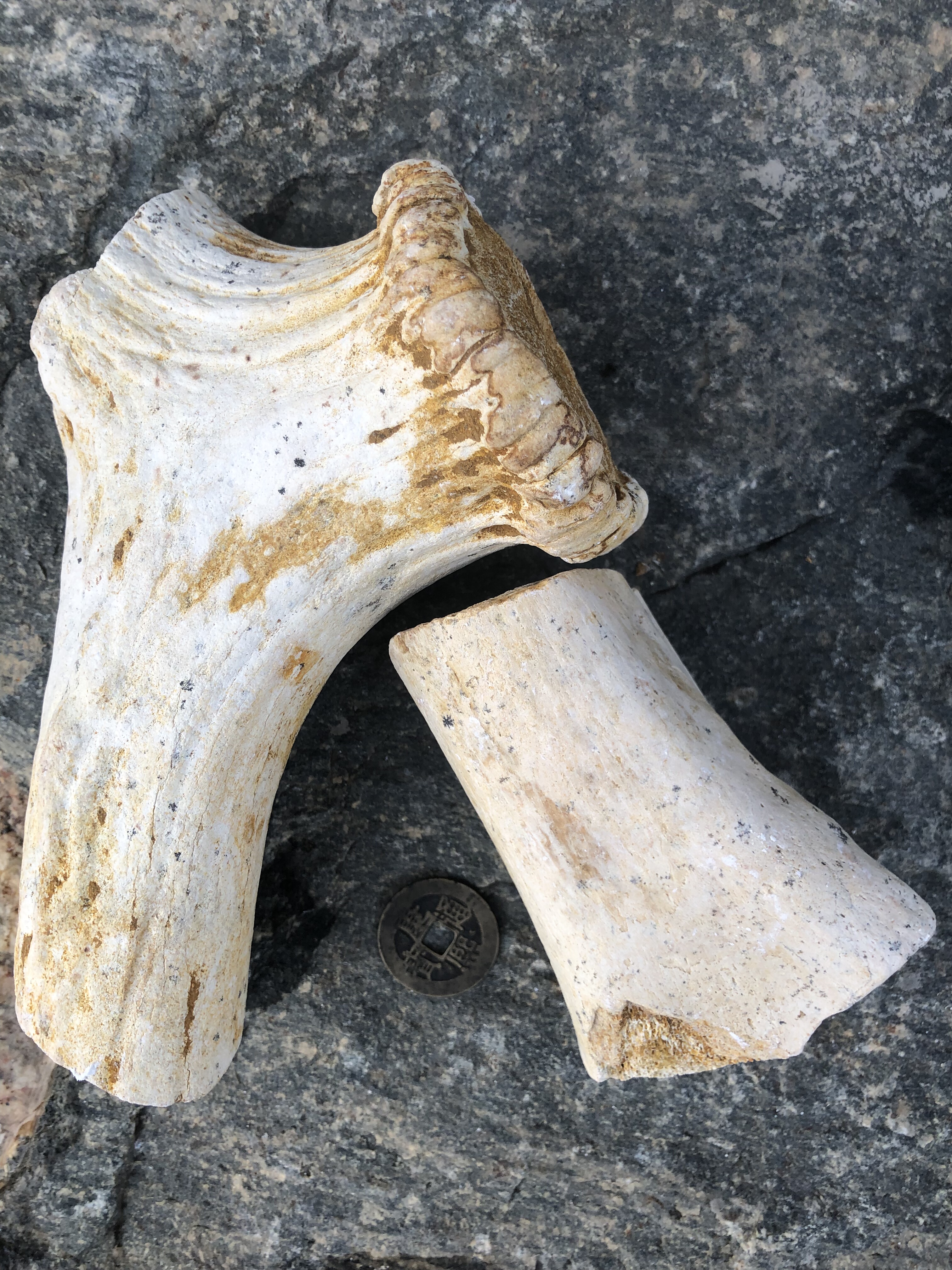 生五花正品龙骨山西非锻龙骨吸舌吸水好角龙骨化石安神中药材牡蛎