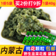 韭菜花酱40g袋装 巧香婆新鲜火锅炖肉佐餐内蒙古蘸牛羊肉常温包装