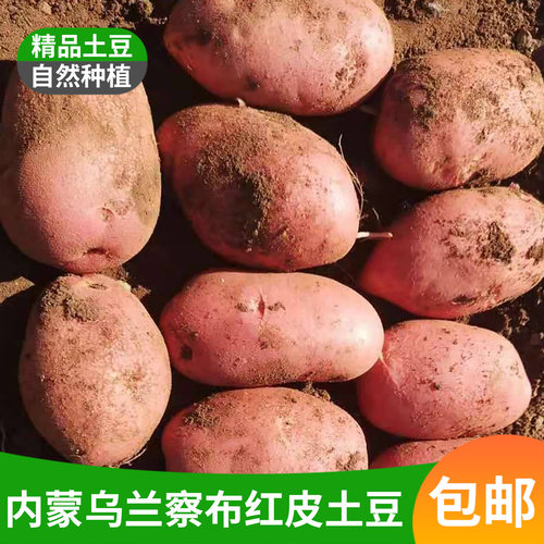 乌兰察布红皮土豆产地直发