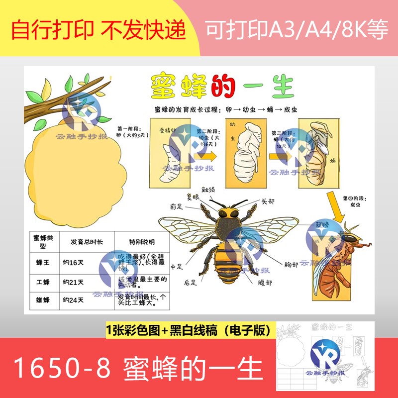 1650-8蜜蜂的一生长过程记录科学三年级下册绘画手抄报电子版