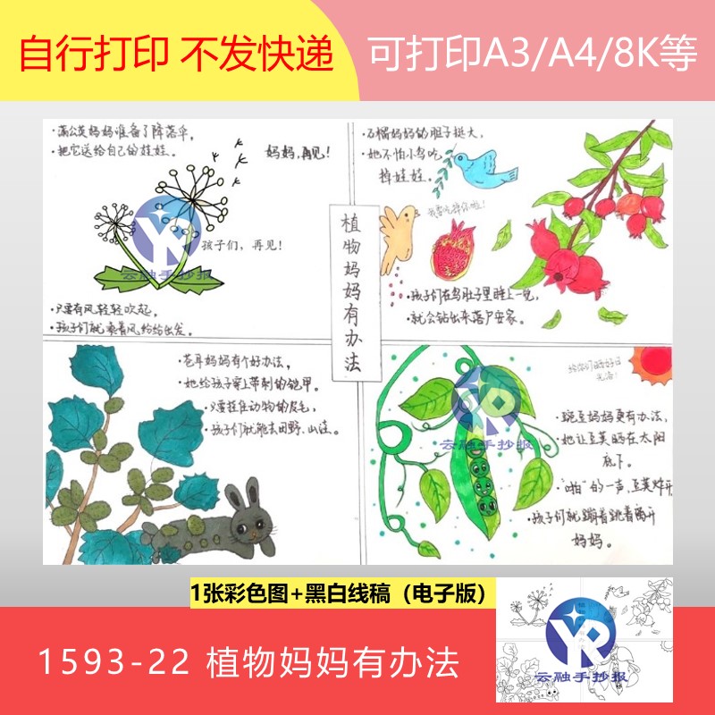 1593-22植物妈妈有办法蒲公英石榴豌豆苍耳四格漫画手抄报电子版