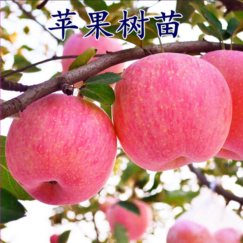 苹果树苗嫁接红富士红肉苹果南北方种植盆栽地栽庭院特大矮化果树