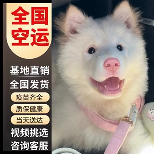 纯种大骨架广西白色土松幼犬五红五黑宠物狗白面铁包金崽活体唐犬