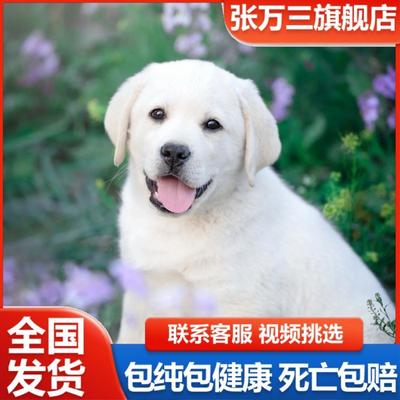 纯种拉布拉多幼犬神犬