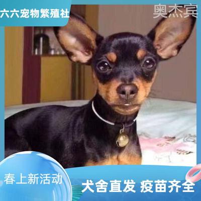 小鹿犬幼崽帅气型短毛宠