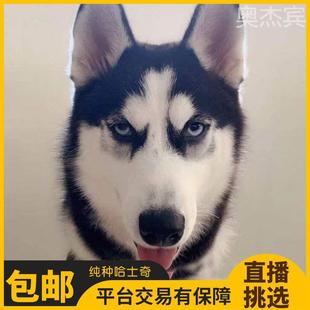 雪橇犬活狗二哈士奇幼崽家养宠物纯种哈士奇狗狗幼犬泰迪金毛活体